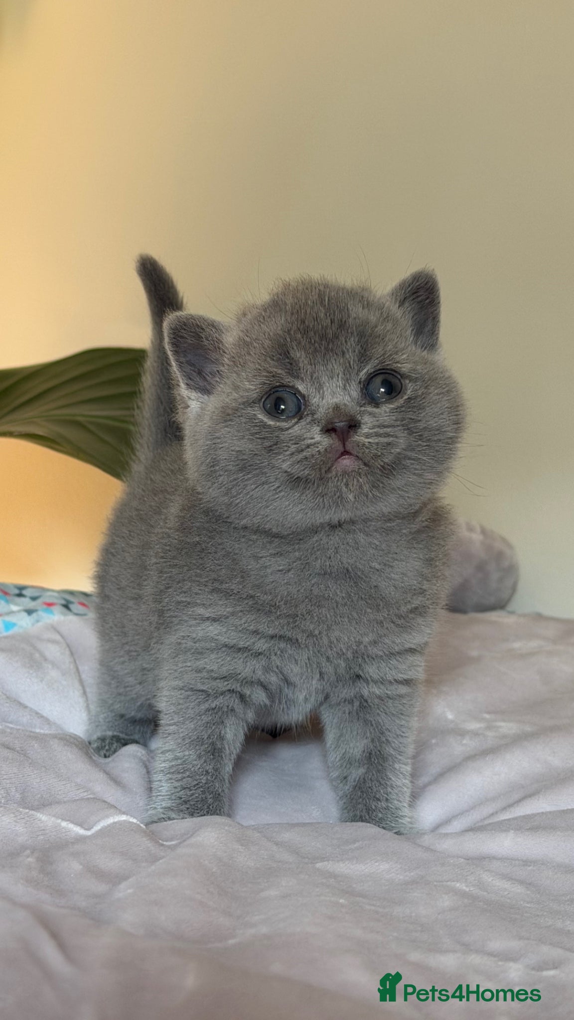 British Shorthair cats ✨ GCCF BEAUTIFUL KITTENS ✨ - Advert 2