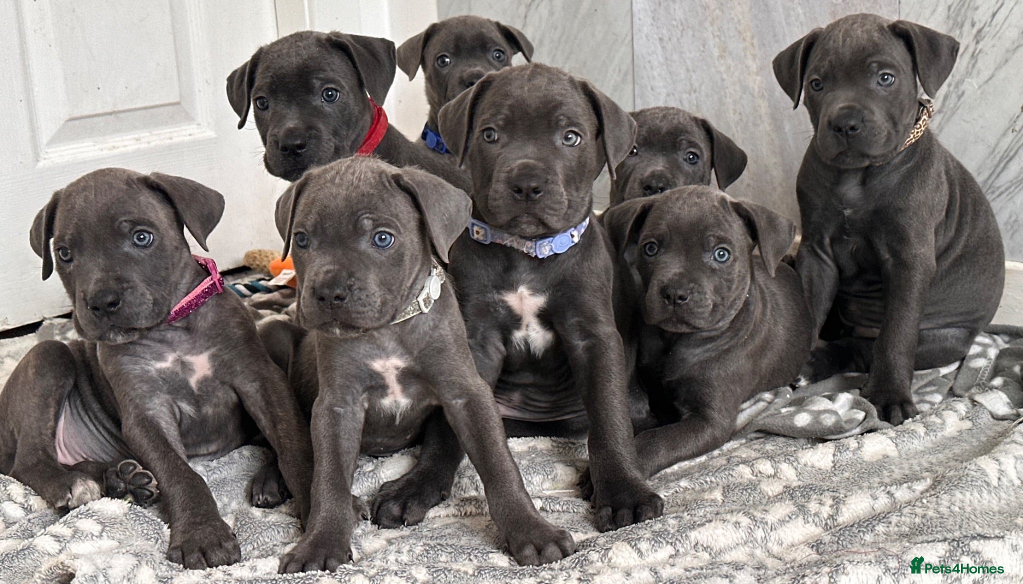 Cane Corso dogs Cane corso puppies   - Advert 4