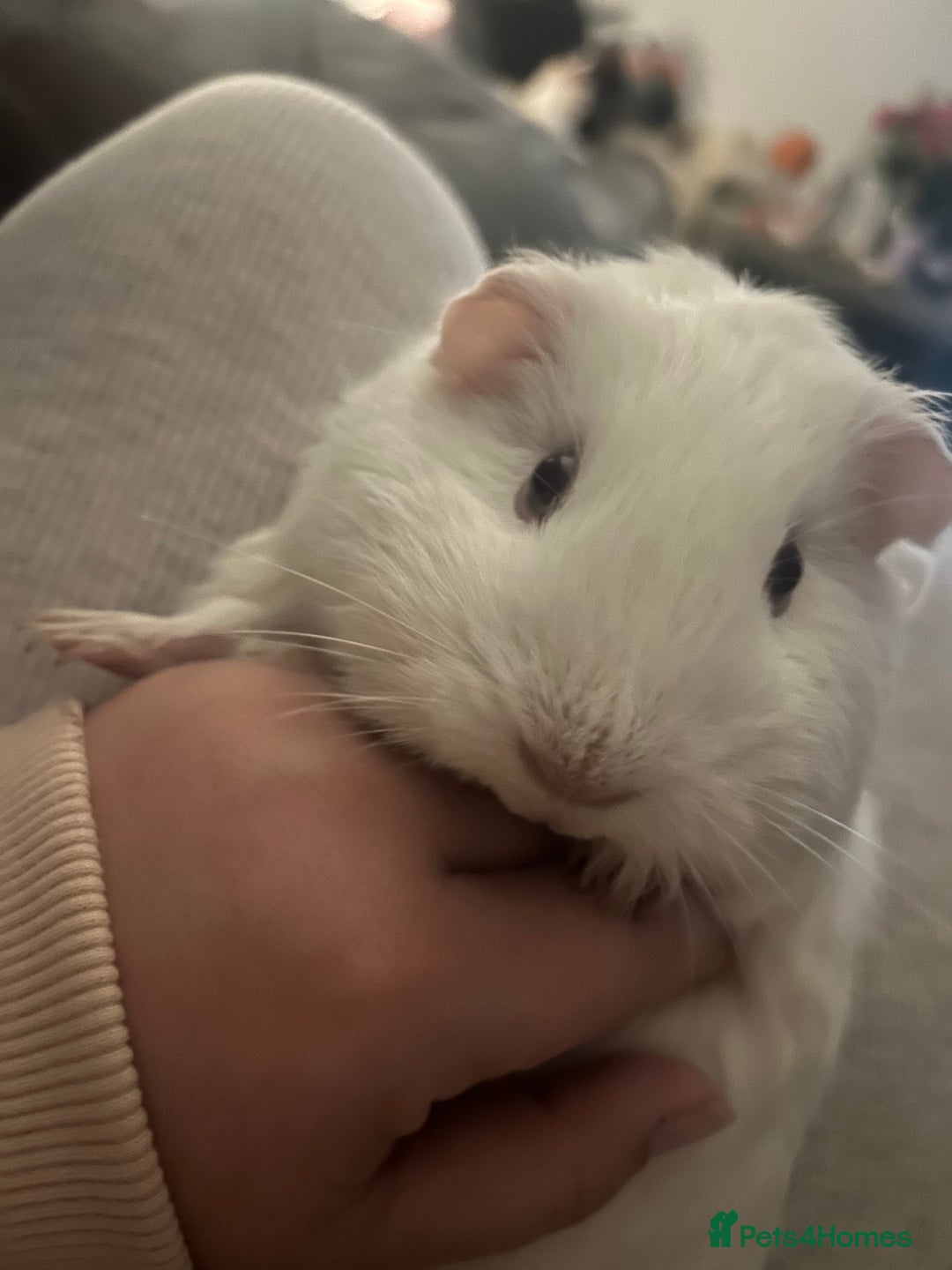 Guinea Pig rodents for sale: 2 female sows  - Advert 2