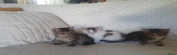Mixed Breed cats for sale: 10 beautiful cuddly kittens - Advert 5