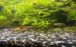 Live Bearers fish for sale: Mixed Guppies - Image 1