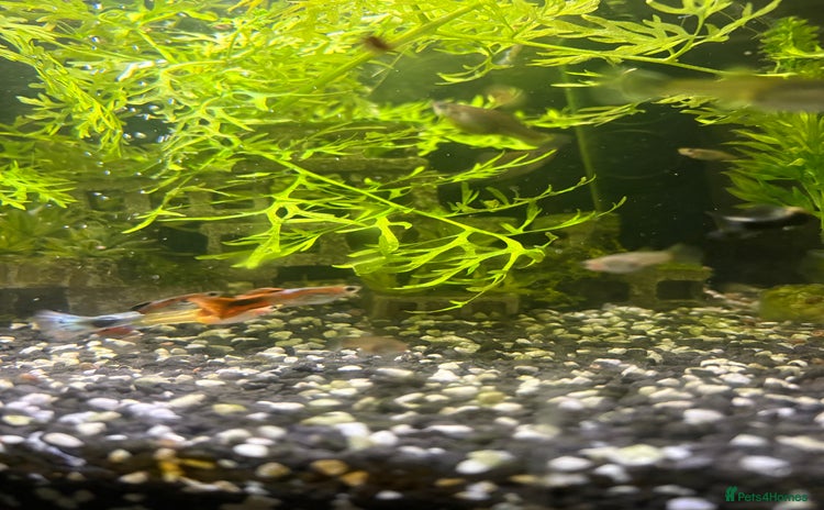 Live Bearers fish - Advert 2