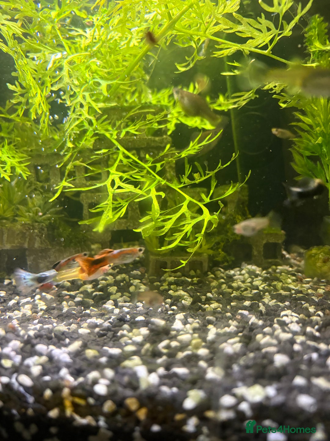 Live Bearers fish for sale: Mixed Guppies - Image 1