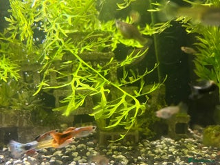 Live Bearers fish - Advert 24