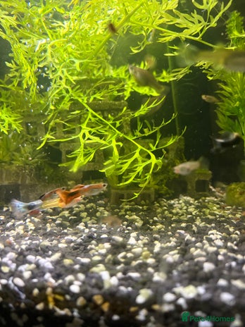 Live Bearers fish - Advert 5