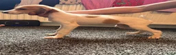 Lurcher dogs for sale: Lurcher pups  in Burnley - Advert 6