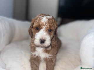 Double Doodle dogs Irish Doodle x Australian Labradoodle - Advert 6