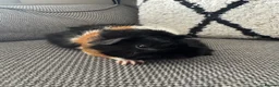 Guinea Pig rodents for sale: Female guinea pig  - Advert 3