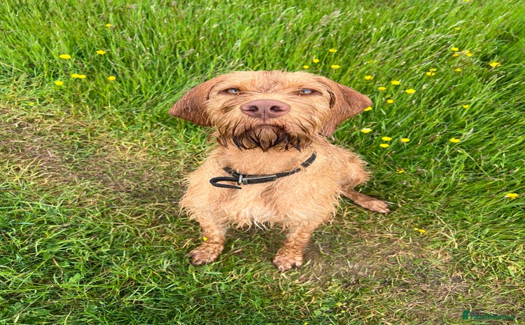 Cocker Spaniel dogs - Advert 15