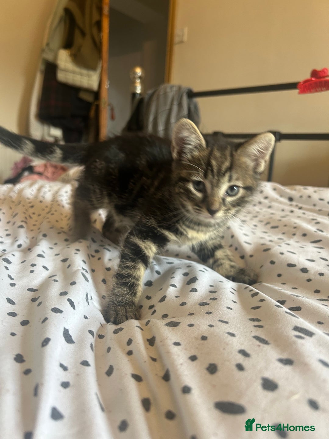 Domestic Shorthair cats for sale: BEAUTIFUL KITTENS FOR SALE, READY TO GO 29th AUG - Image 3
