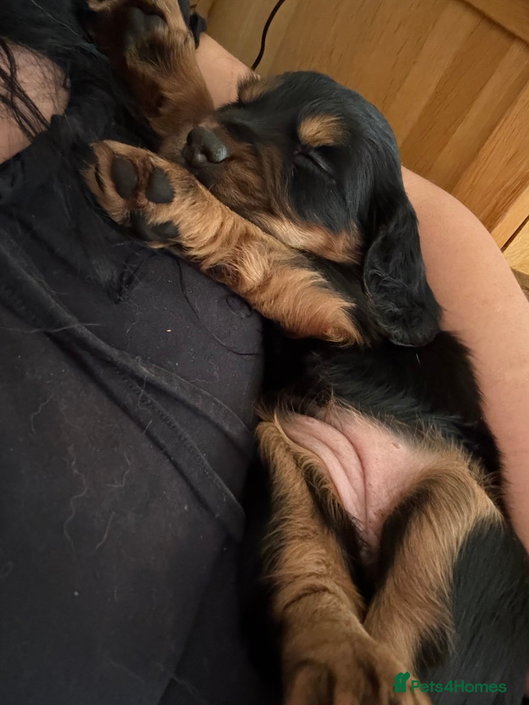 Cocker Spaniel dogs for sale: Working cocker spaniels  - Image 12