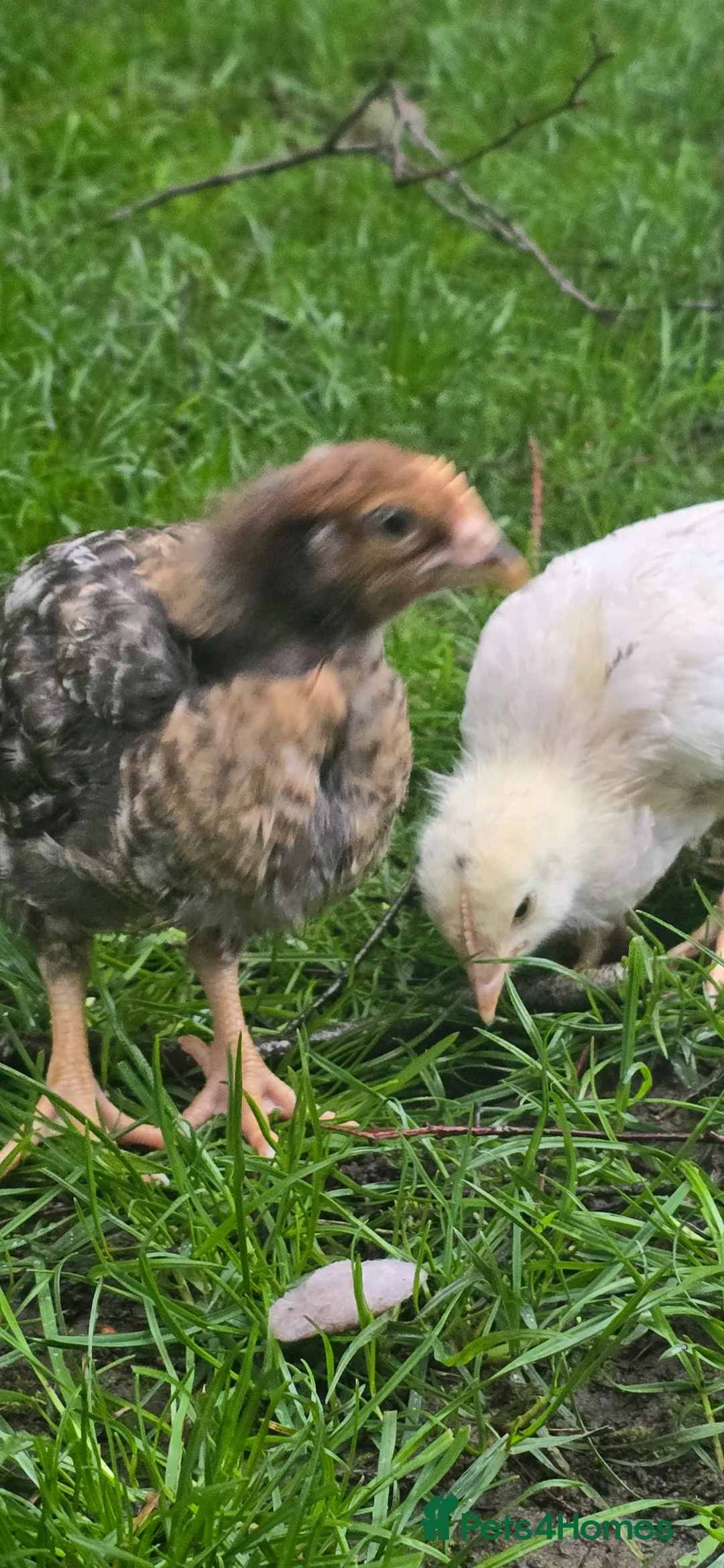 Chickens poultry for sale: Unsexed chicks. in Bradford - Advert 1