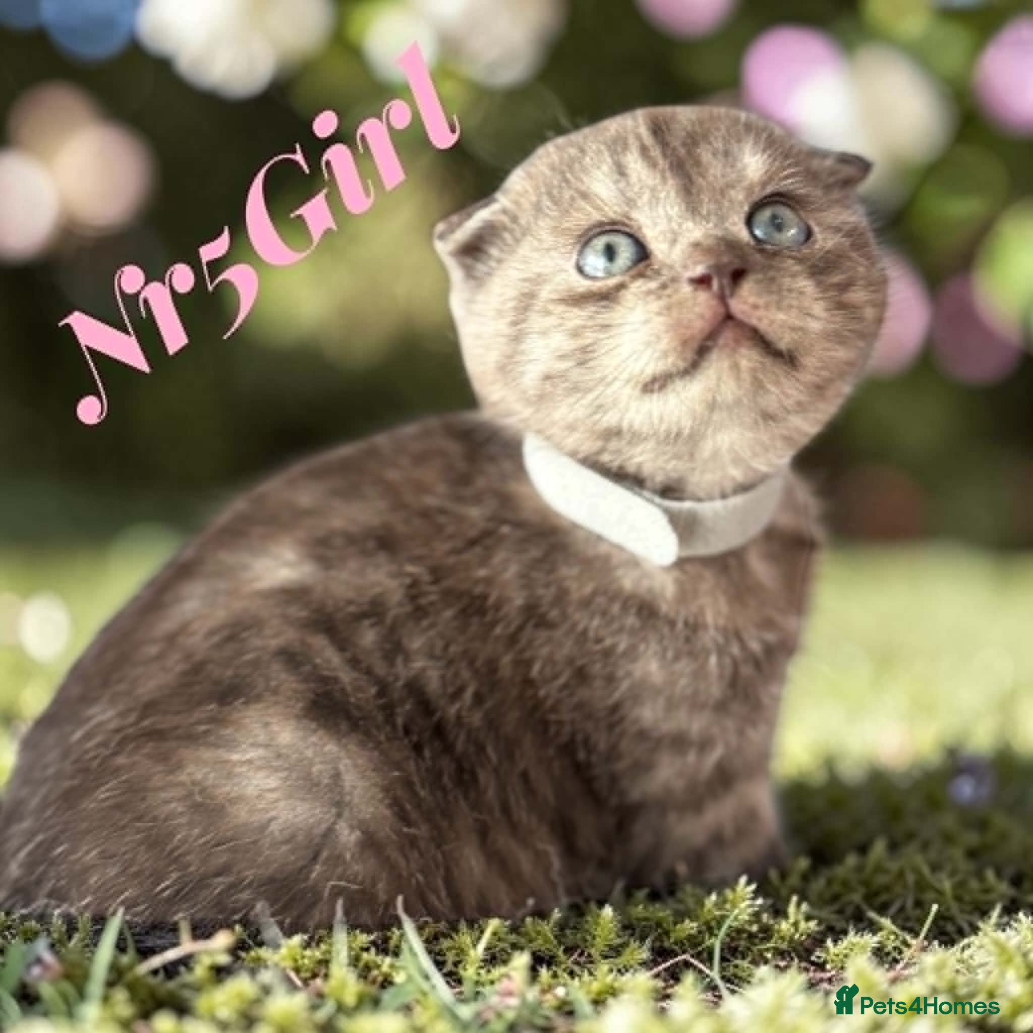 Scottish Fold cats for sale: 6 Pedigree Scottish Fold and Straight Kittens - Advert 26