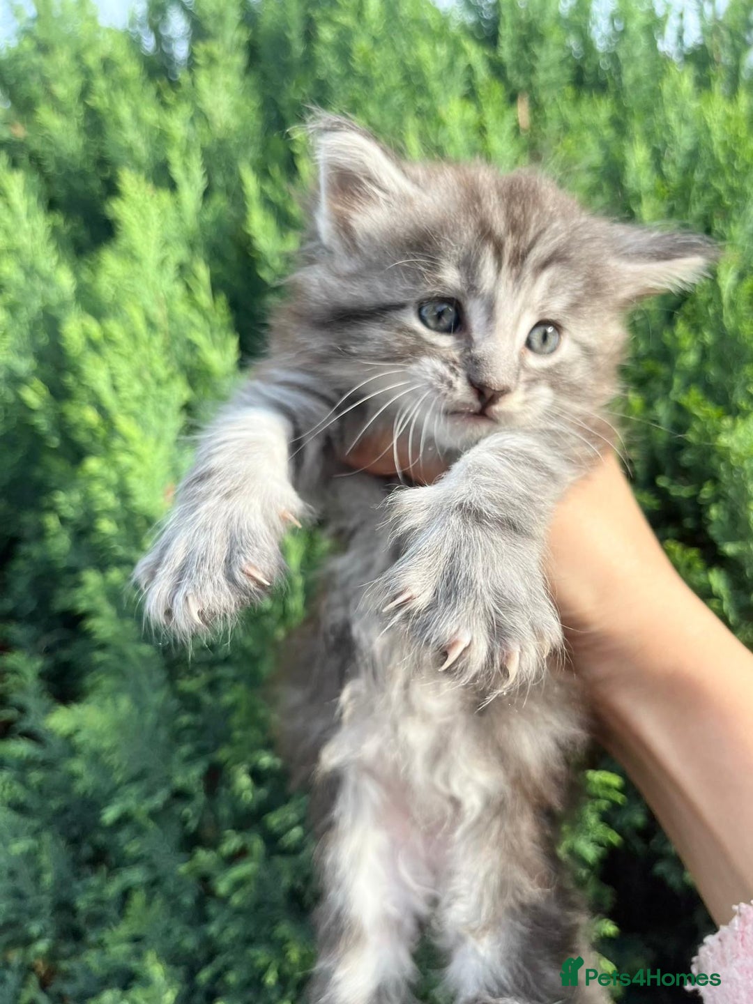 Maine Coon cats for sale: Maine Coon Male- Silver Tabby Kitten  - Image 4