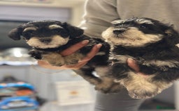 Schnoodle dogs for sale: Stunning Schnoodles, heath tested  - Image 25
