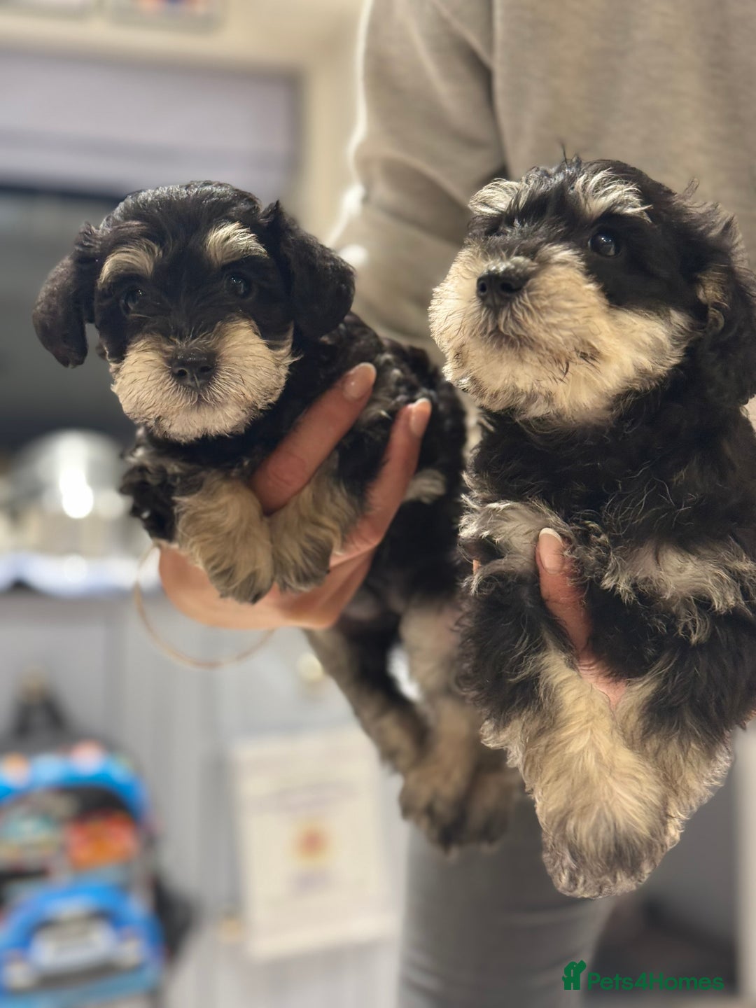Schnoodle dogs for sale: Stunning Schnoodles, heath tested  - Image 25