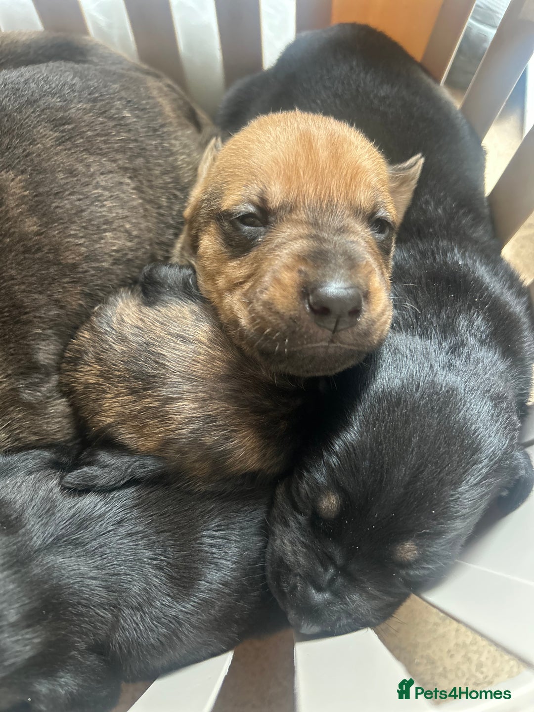 Mixed Breed dogs for sale: Doberman x cane corso  - Image 16