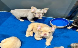 French Bulldog dogs for sale: LAST GIRL FLUFFY FRENCH BULLDOG PUPPY - Image 10