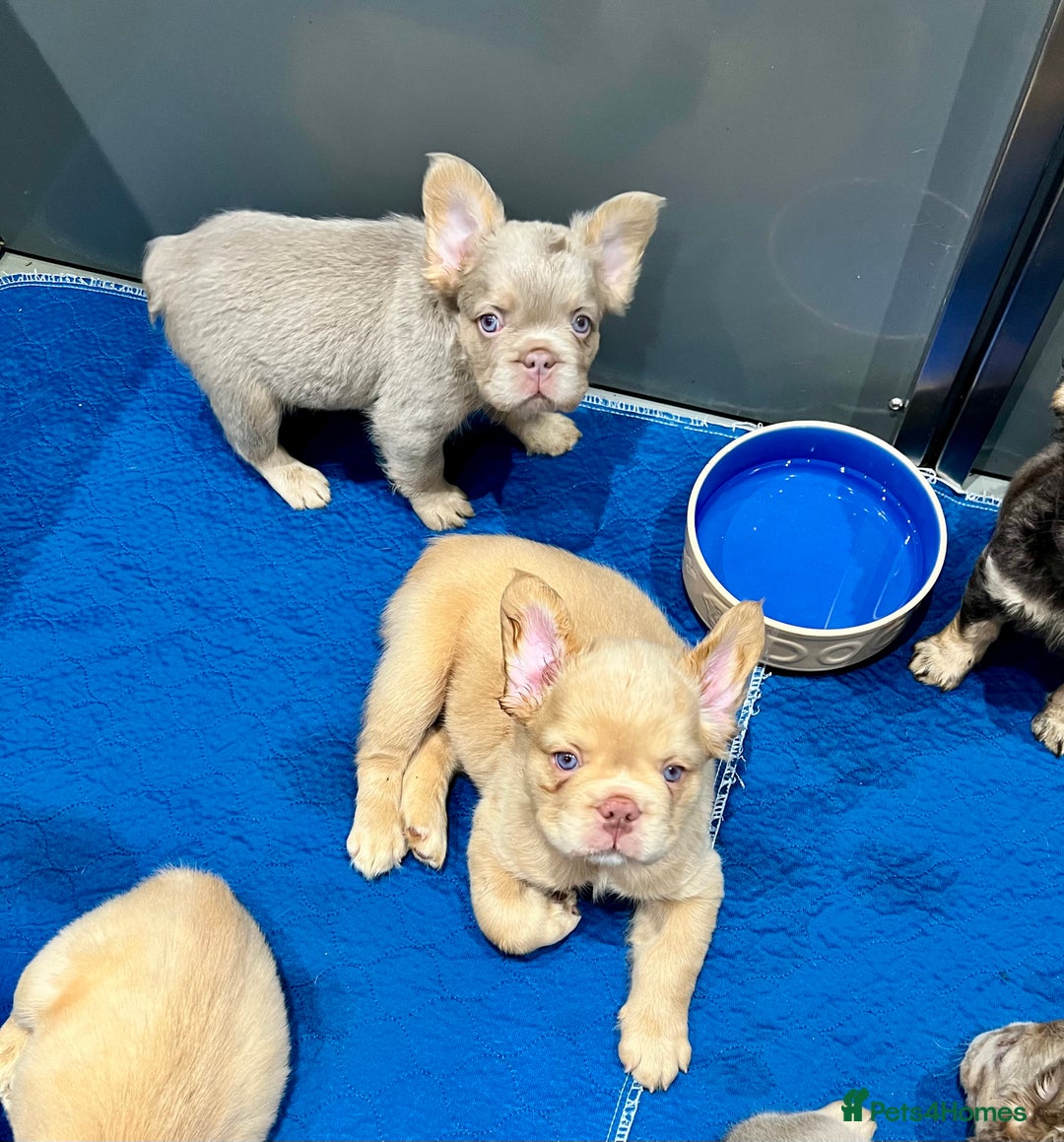 French Bulldog dogs for sale: LAST GIRL FLUFFY FRENCH BULLDOG PUPPY - Image 10