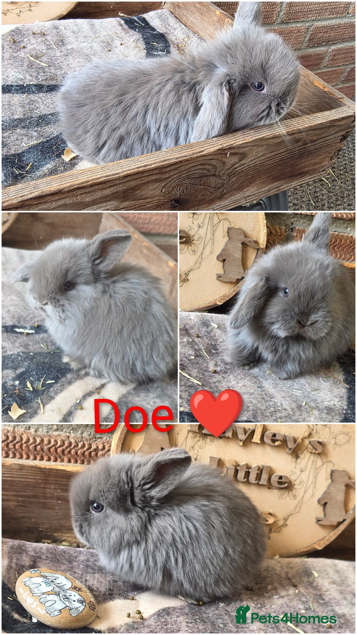 Mini Lop rabbits Gorgeous pure breed mini lops  - Advert 2