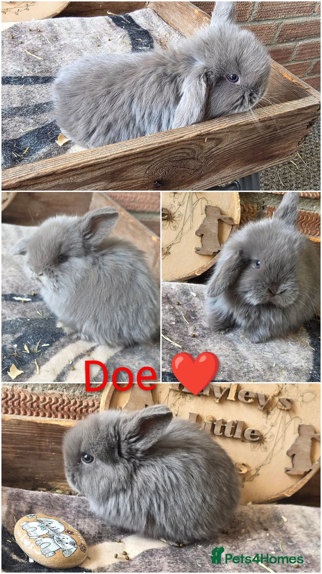 Mini Lop rabbits for sale: Gorgeous pure breed mini lops  - Advert 2