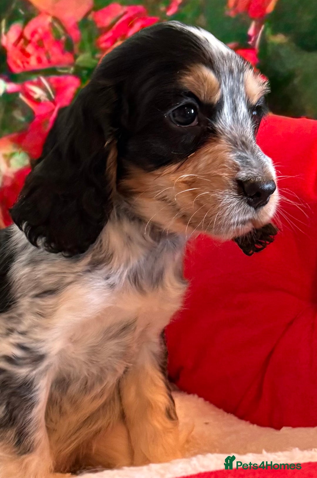 Cocker Spaniel dogs for sale: REDUCED KC SHOW COCKER SPANIEL - Advert 2