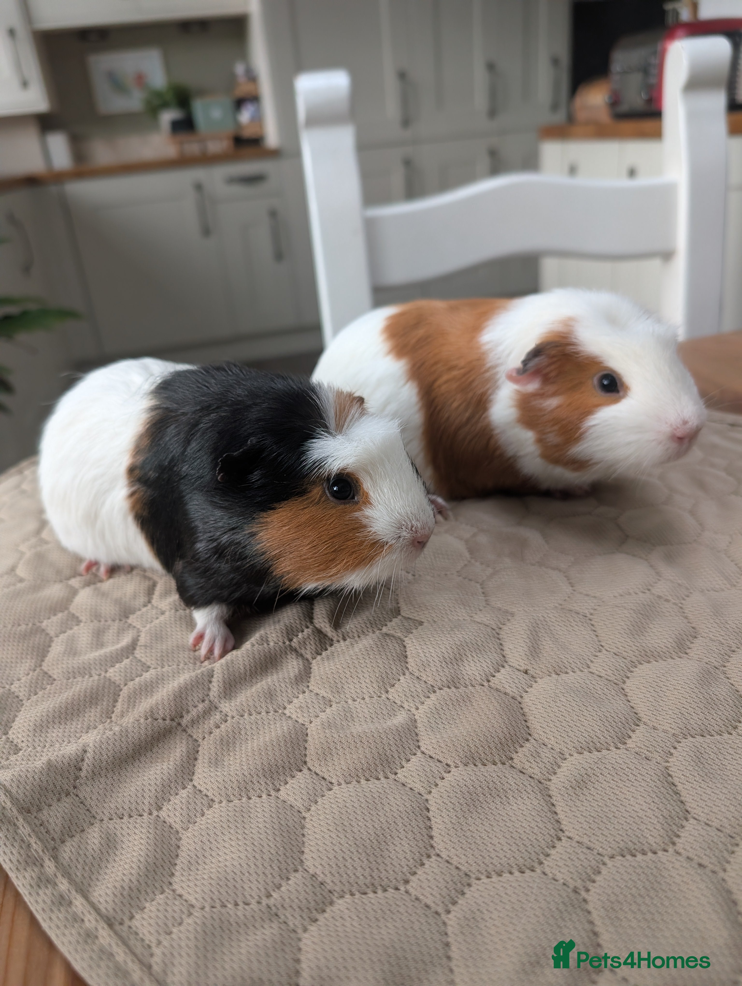 Guinea Pig rodents Boy guinea pig pair  - Advert 15