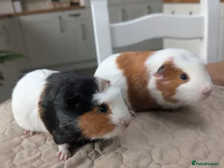 Guinea Pig rodents Boy guinea pig pair - Advert 15