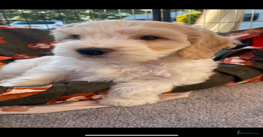 Cockapoo dogs - Advert 11
