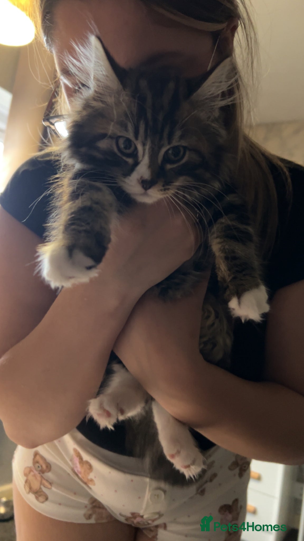 Mixed Breed cats for sale: Kittens in need of urgent homes  in Rotherham - Advert 2