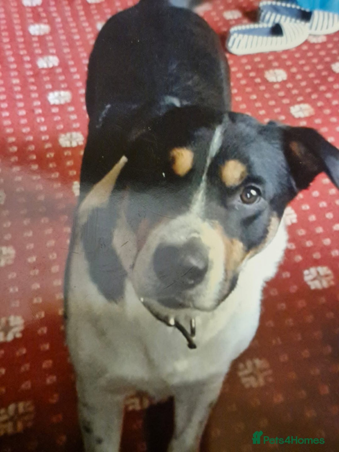 Mixed Breed dogs for sale: English mastiff x border collie puppies - Advert 10