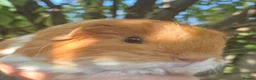 Guinea Pig rodents for sale: 2 x sheltie 1 x texel all boys.  - Advert 4