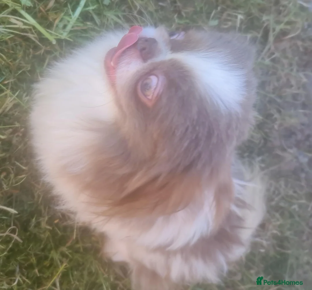 Pekingese dogs for stud: 💙 rkc proven lilac and white particoloured 💙 - Advert 6