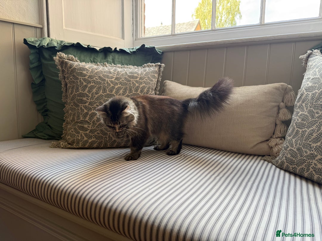 Maine Coon cats for sale: Beautiful Maine Coon X looking for a new home  - Image 7