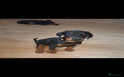 Dobermann dogs for sale: Beautiful Doberman puppies 3 boys 3 girls for sale - Image 15