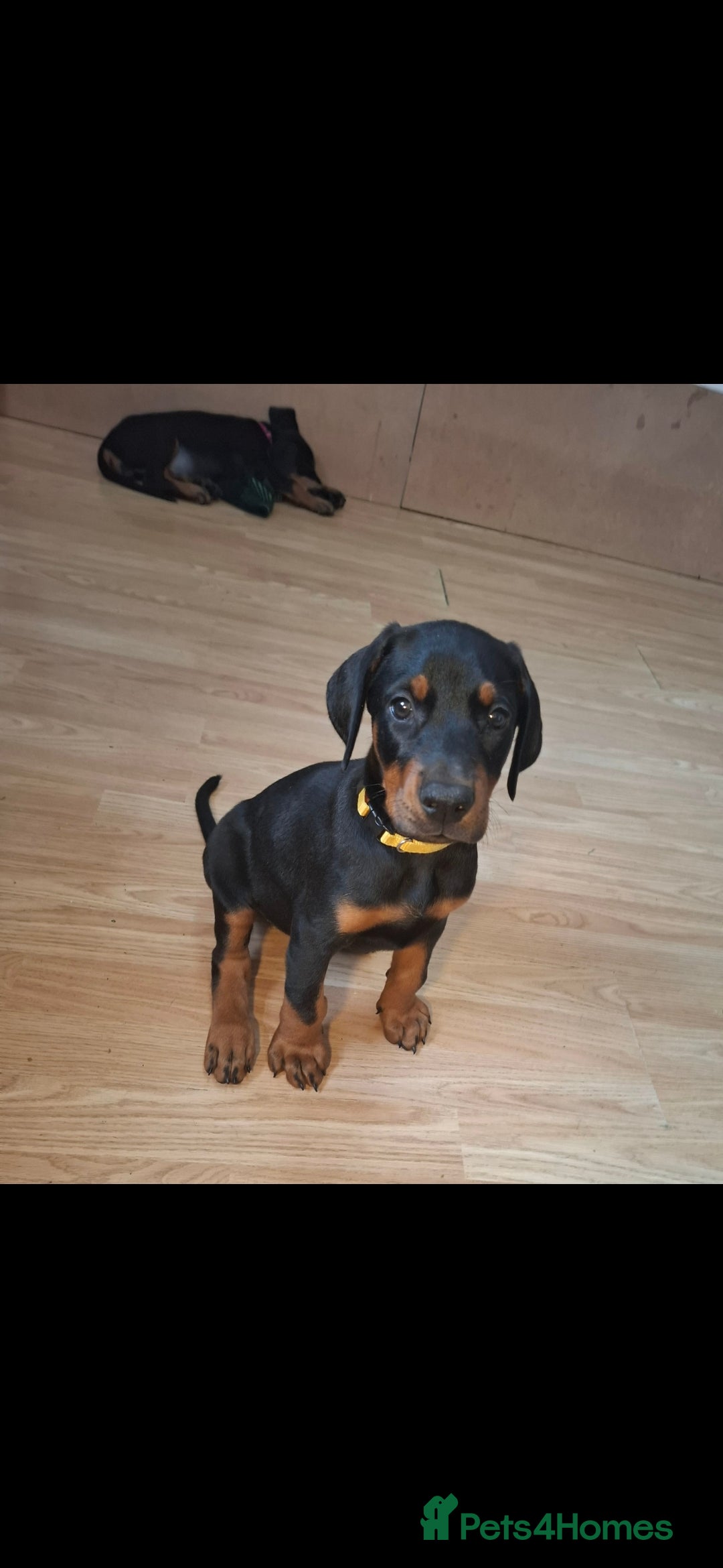 Dobermann dogs for sale: Beautiful Doberman puppies 3 boys 3 girls for sale - Image 15