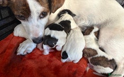 Jack Russell dogs for sale: Jack Russell Puppies  - Image 15