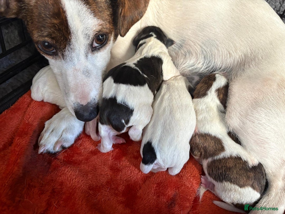 Jack Russell dogs for sale: Jack Russell Puppies  - Image 15