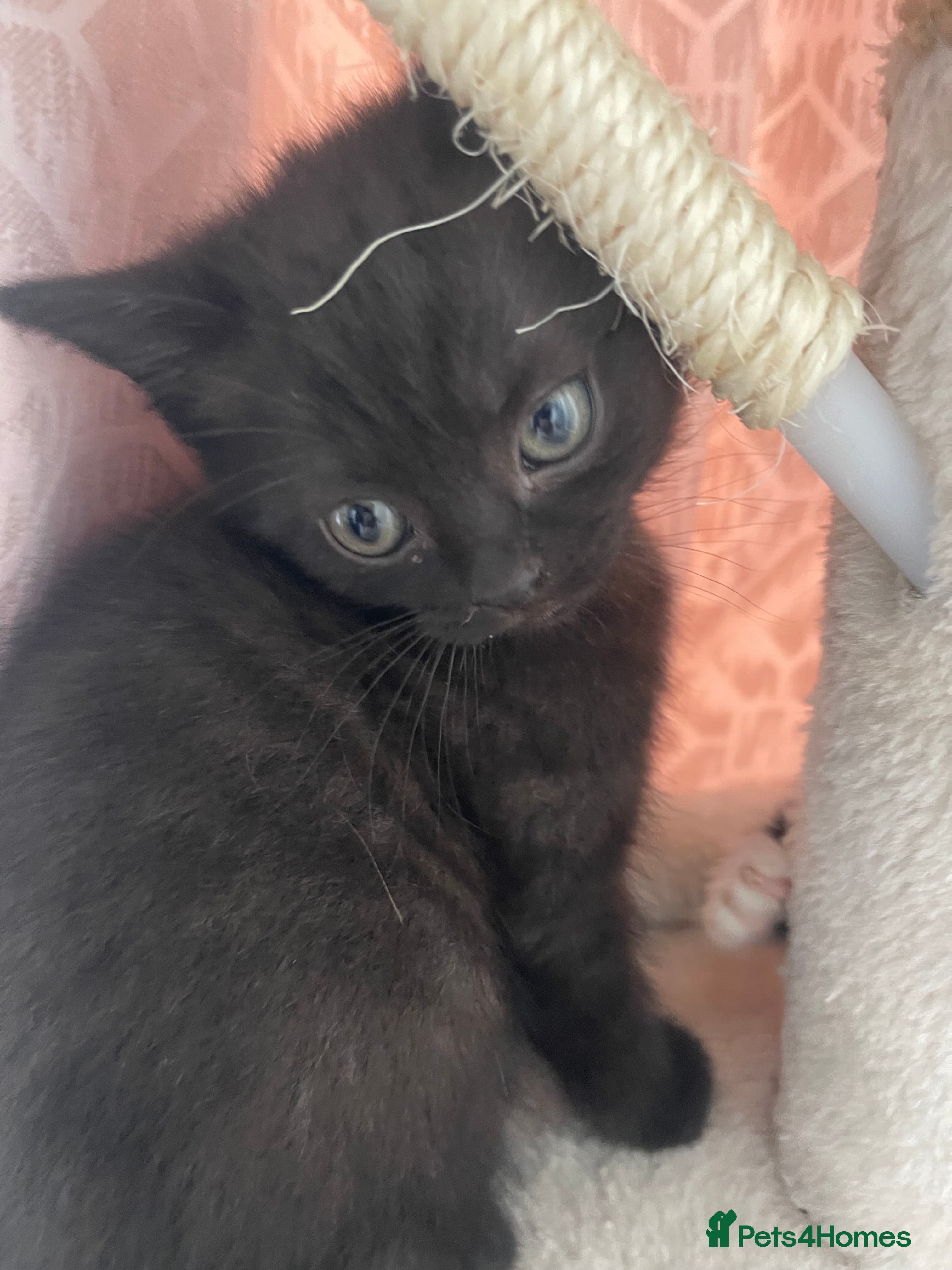 British Shorthair cats British short hair kittens with dark chocolate fur - Advert 1