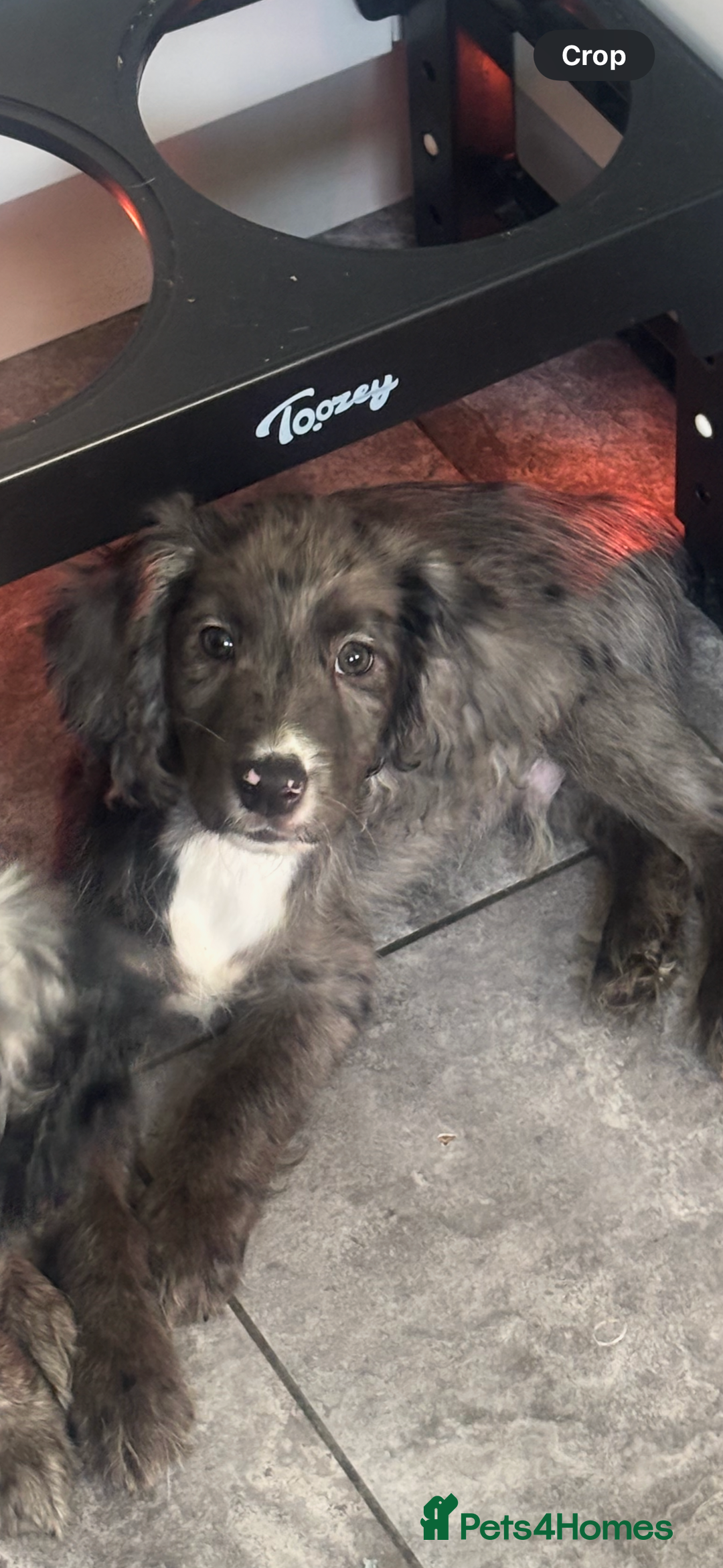 Cocker Spaniel dogs for sale: FINAL REDUCTION working cocker span in Gravesend - Image 12