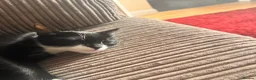 British Longhair cats for sale: Beautiful black and white kittens  in Tunbridge Wells - Advert 2