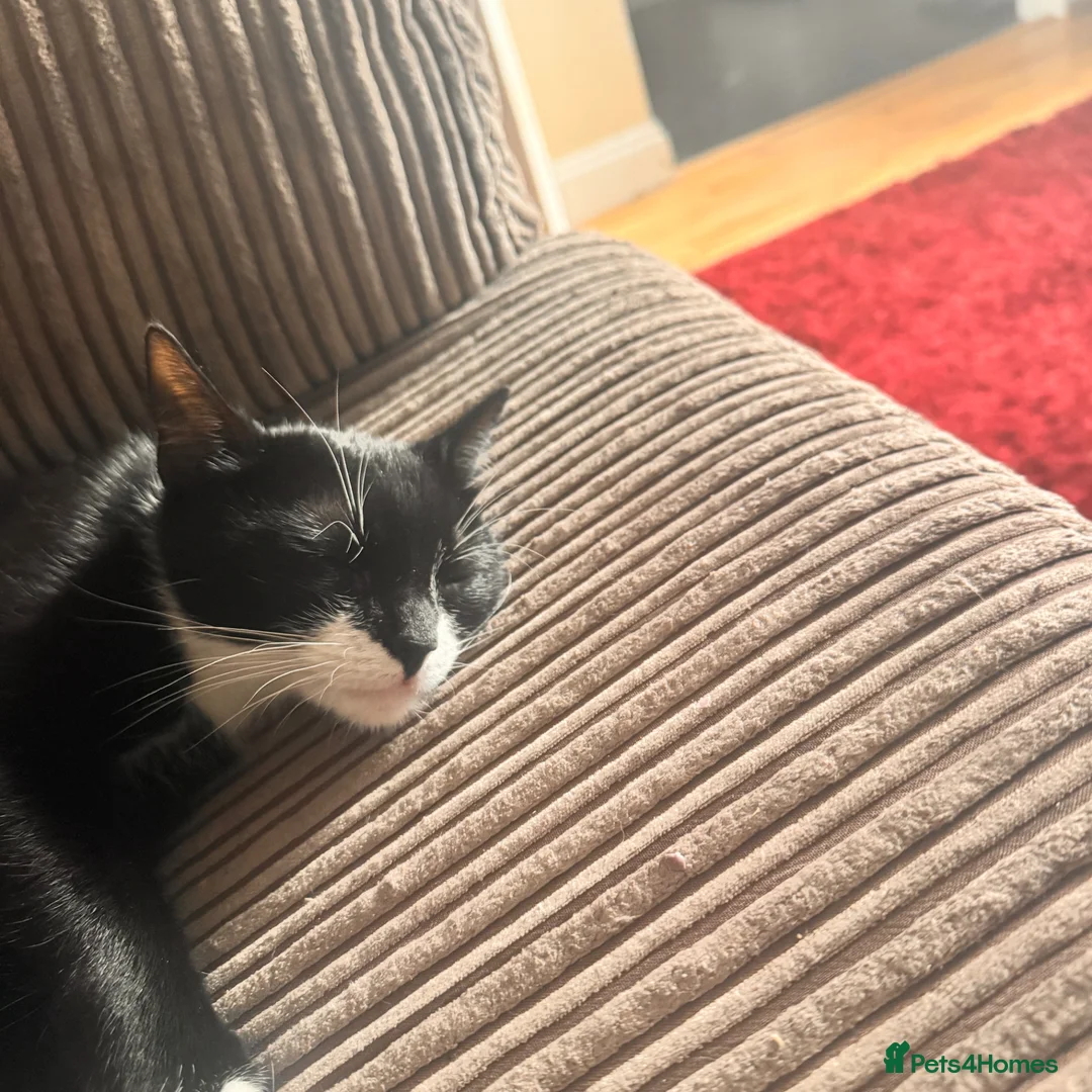 British Longhair cats for sale: Beautiful black and white kittens  in Tunbridge Wells - Advert 2