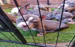 American Bully dogs for sale: Blue & lilac tri pocket bully’s  - Image 12
