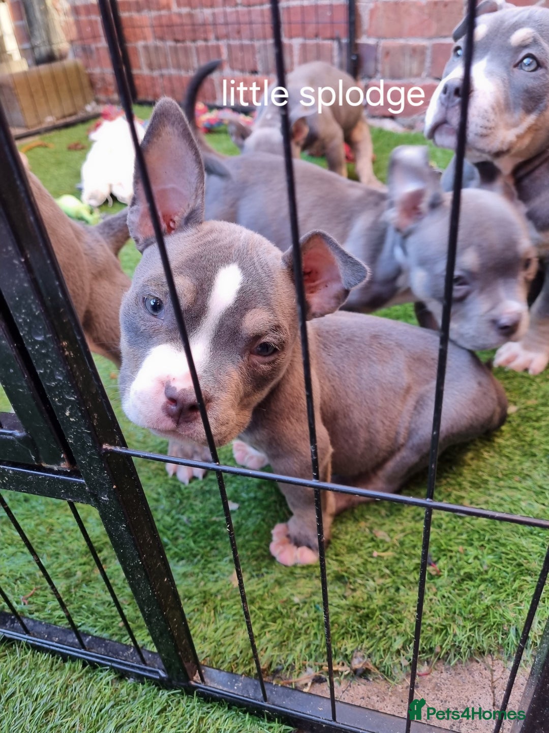 American Bully dogs for sale: Blue & lilac tri pocket bully’s  - Image 12