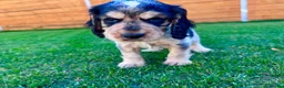 Cocker Spaniel dogs for sale: Beautiful Show CockerSpaniel Babies 🐾🐾🐾  - Advert 12