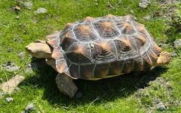 Tortoise reptiles for sale: Sulcata Tortoise - Image 5