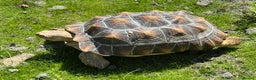 Tortoise reptiles for sale: Sulcata Tortoise - Advert 5