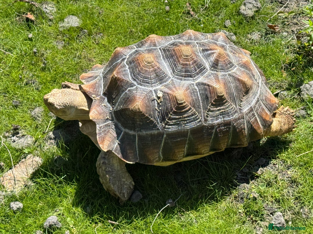 Tortoise reptiles for sale: Sulcata Tortoise - Image 5