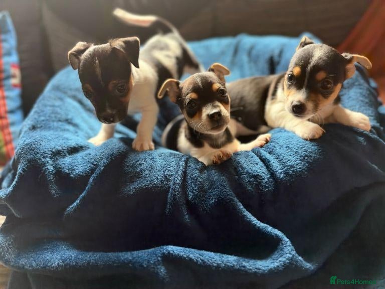 Jack Russell dogs Four Charming Jack Russells Ready to Bring Joy - Advert 3