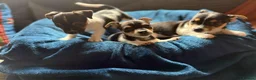Jack Russell dogs for sale: Four Charming Jack Russells Ready to Bring Joy - Advert 1